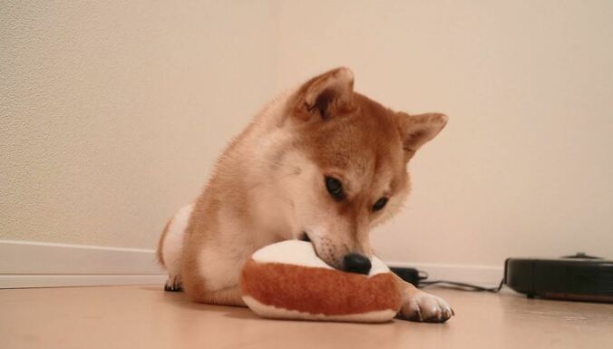 ふわもこ男子な柴犬「だいふく」  お寿司屋さんごっこやお花見を満喫中 7枚目