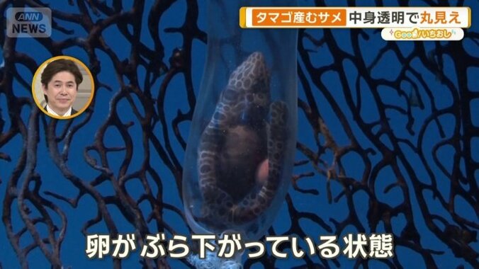 サラワクスウェルシャークの卵
