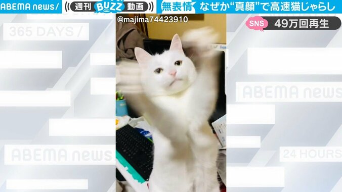 一体、何があった？ どういう感情？ なぜか真顔で激しく“高速猫じゃらし”をする猫の表情が話題に 1枚目