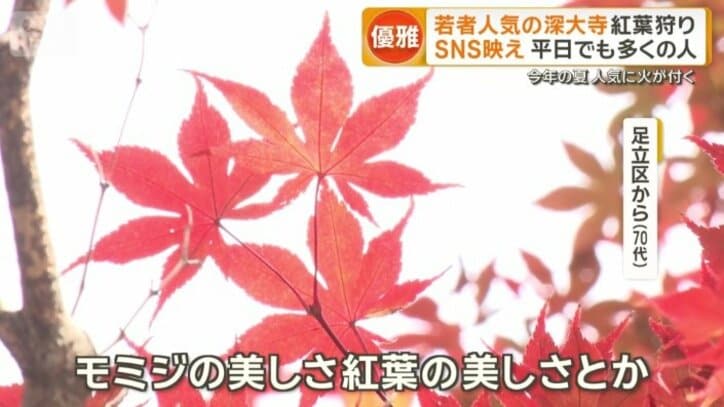 美しい紅葉