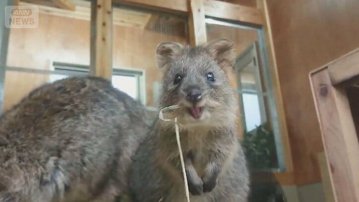 希少な動物が暮らす埼玉の人気動物園…“世界一しあわせな動物”クオッカの笑顔のひみつ