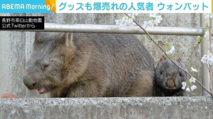 仲良く横並び？→お尻でアタック ウォンバットの“ぬいぐるみ”への対応に反響