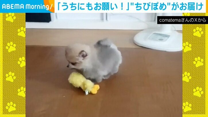 ポメラニアンのこまちちゃん