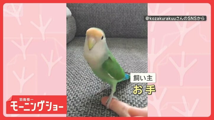 芸達者インコさん　上手に“お手”　首をグーッとドヤ顔！　指にチョコンする理由は？