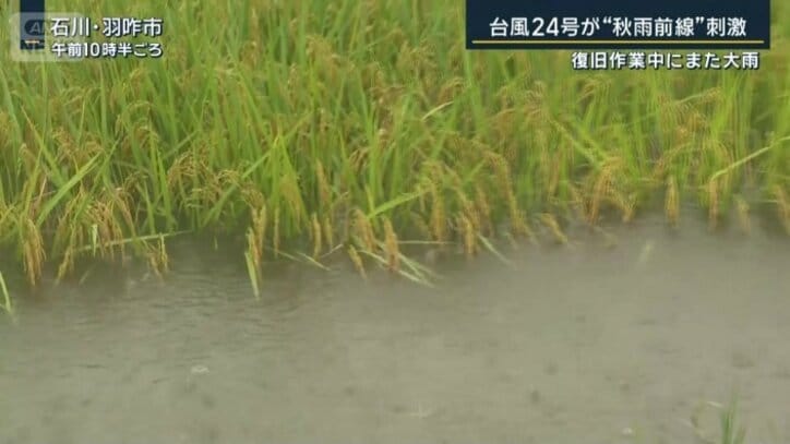 稲穂の半分以上が水に