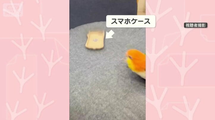 スマホケース見つけた！