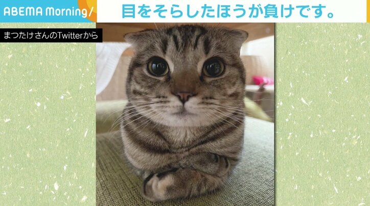 猫のつぶらな瞳に約19万“いいね” その“あざとかわいさ”に飼い主もTwitter民も敗北