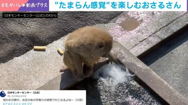 アヌビスヒヒ・キゴマくん