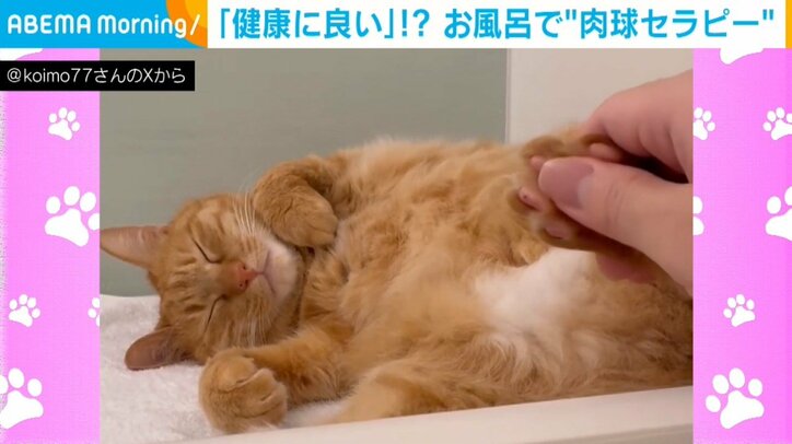 保護猫のこいもちゃん（8歳）