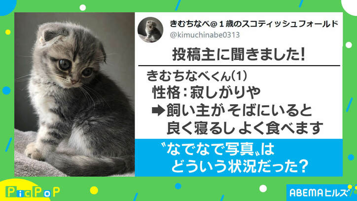 「もっと撫でてほしいニャ…」飼い主の手がないと知った猫の“しょんぼり顔”に反響