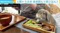 忙しい朝でも行儀よく 横並びでごはんを食べるうさぎ 「すてき」「羨ましい」の声