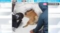 人間換算32歳の柴犬が“お散歩拒否”！飼い主の説得も虚しく布団に突っ伏す姿に「散歩嫌いな犬いるのかw」「意志が強い！」と反響