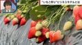 “いちご狩り”はなぜ「食べ放題」で儲かる？何個食べたら元が取れる？農家が明かすビジネスモデルの裏側