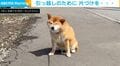 引っ越しの片づけをしていたら…狭いスペースに収まってしまった柴犬に「隙間みたいなところ好きだよねw」「そこにはワンコにしか分からない魅力がある」の声