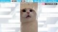 「セミかと思った…」“ワーワー”と鳴く猫に「思ってる以上に“ワー”だw」「可愛すぎて毎日聞ける」と大反響