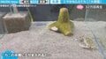水槽に入れられたエサにテンションUP！「踊るカニ」の動画が話題に