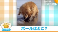 【映像】砂と格闘するゴールデンレトリバー