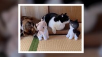 猫がご対面“自分がモデルのぬいぐるみ”と仲良しに