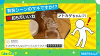 【映像】“クセ強”な元気アピールをするヤモリ