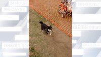 【映像】50mを3本も爆走する柴犬