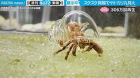 【映像】ヤドカリ 驚きの生態