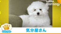 【映像】犬の“可愛らしい”わがままな行動