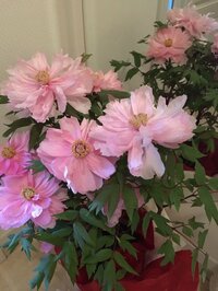 2017年01月06日のブログ|小林麻央オフィシャルブログ「KOKORO.」Powered by Ameba -3ページ目