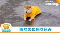 【映像】雨の中、“帰宅拒否”する豆柴