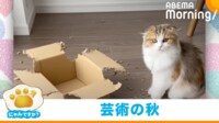 【映像】新進気鋭のアーティスト! ダンボールアートを披露する猫