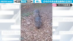 “まん丸”動物が急接近「正直ビビる…でも癒される」歩み寄ってくる姿に反響