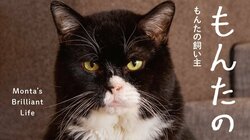 ドワーフキャット（小猫症）・もんたの4歳10カ月の生涯がフォトブックに 秘蔵写真130点以上