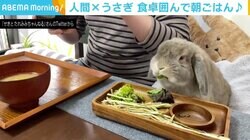 忙しい朝でも行儀よく 横並びでごはんを食べるうさぎ 「すてき」「羨ましい」の声