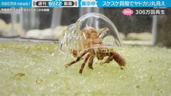 スケスケ貝殻でヤドカリの生態が丸見え 「思わず見入ってしまう」驚きの映像に反響
