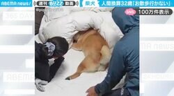 人間換算32歳の柴犬が“お散歩拒否”！飼い主の説得も虚しく布団に突っ伏す姿に「散歩嫌いな犬いるのかw」「意志が強い！」と反響