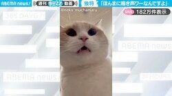 「セミかと思った…」“ワーワー”と鳴く猫に「思ってる以上に“ワー”だw」「可愛すぎて毎日聞ける」と大反響