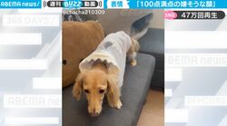 ワンコが固まってしまった…なぜ？ 目をショボショボ、物悲しそうな様子で「100点満点の嫌そうな顔」