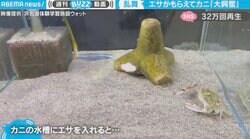 水槽に入れられたエサにテンションUP！「踊るカニ」の動画が話題に