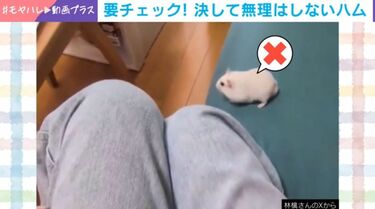 確認が“入念すぎる”ハムスターがソファの上で…→危険を察知!?飼い主の