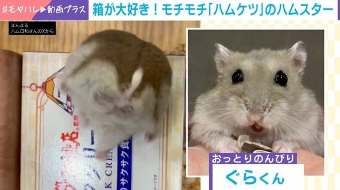 ハムスターのぐらくん