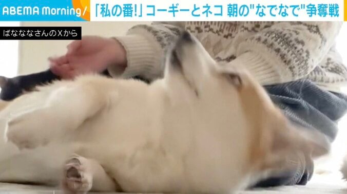 コーギーのあんずちゃん、猫のちくわぶちゃん
