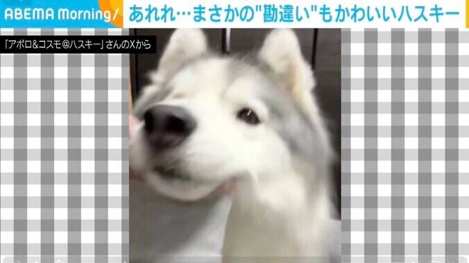 シベリアンハスキーのアポロくん