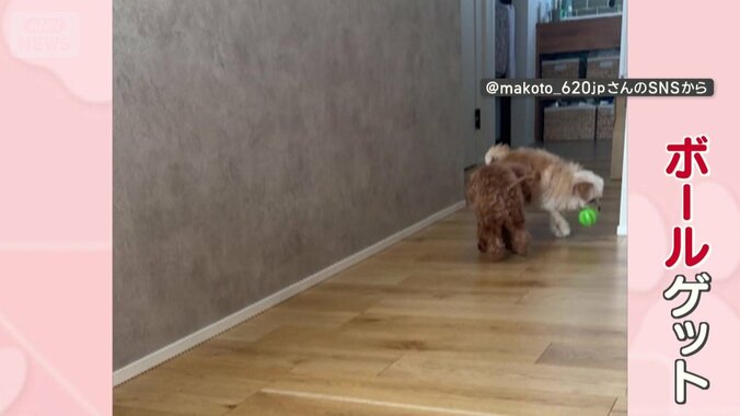 白いワンちゃんがボールをゲット