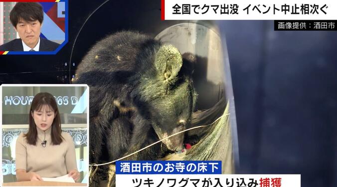 お寺の床に潜んでいたクマ（実際の様子）