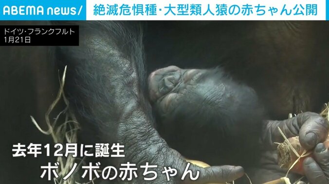 ボノボの「ファロ」