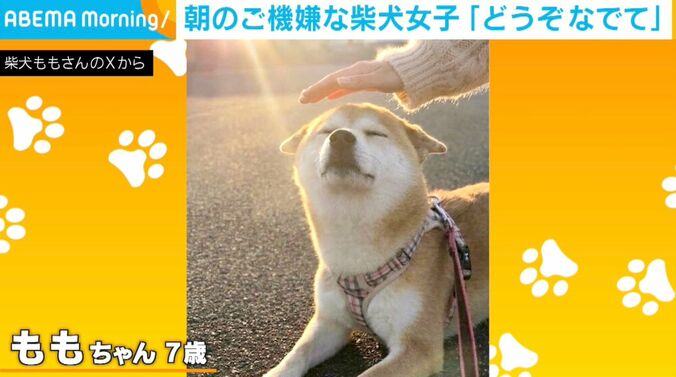 柴犬のももちゃん