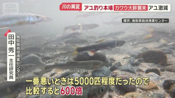 「今年の遡上は600倍」