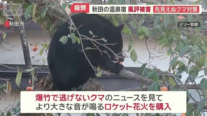 カキを食べ続けるクマ