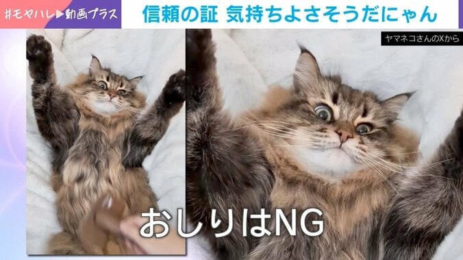 猫が仰向けでばんざ～い！