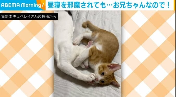 遊ぼうよ～!! やんちゃ弟猫の“かじり付き＆連続キック” 昼寝を邪魔された兄猫の“神対応”に飼い主もほっこり 1枚目