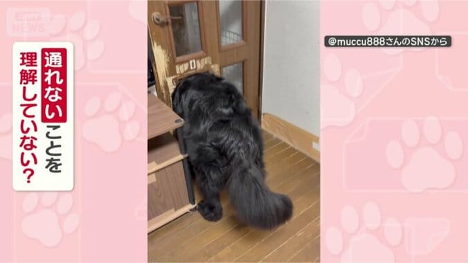 通れないことわかってる？